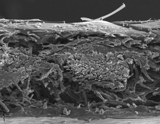Persimmon Leather Cross-section