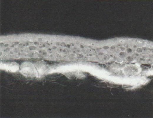 Synthetic Leather Cross-section